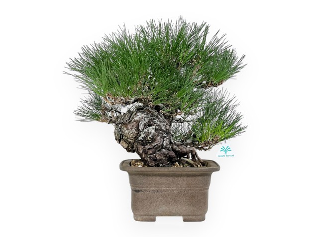 Pinus thunbergii - Pino nero - 46 cm 2