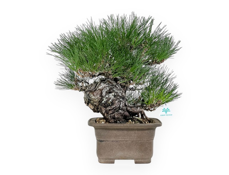 Pinus thunbergii - Pin noir - 46 cm