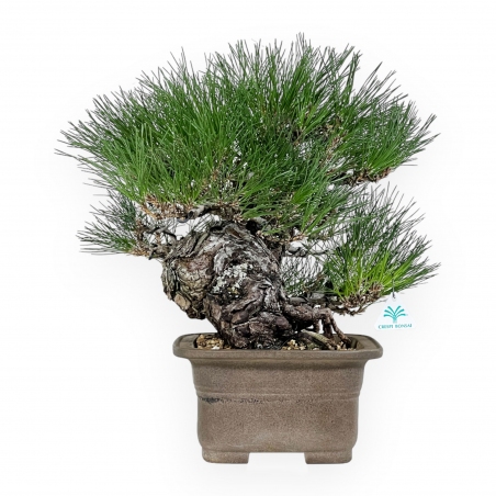 Pinus thunbergii - Pin noir - 46 cm