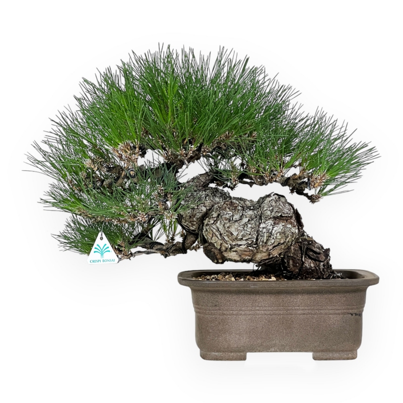 Pinus thunbergii - Pino nero - 46 cm
