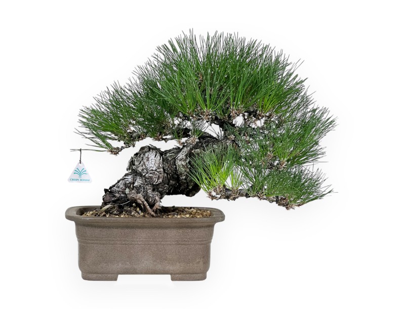 Pinus thunbergii - Pino negro - 46 cm