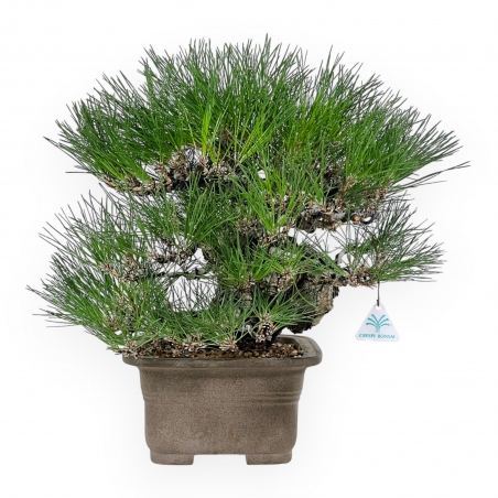 Pinus thunbergii - Zwarte den - 46 cm