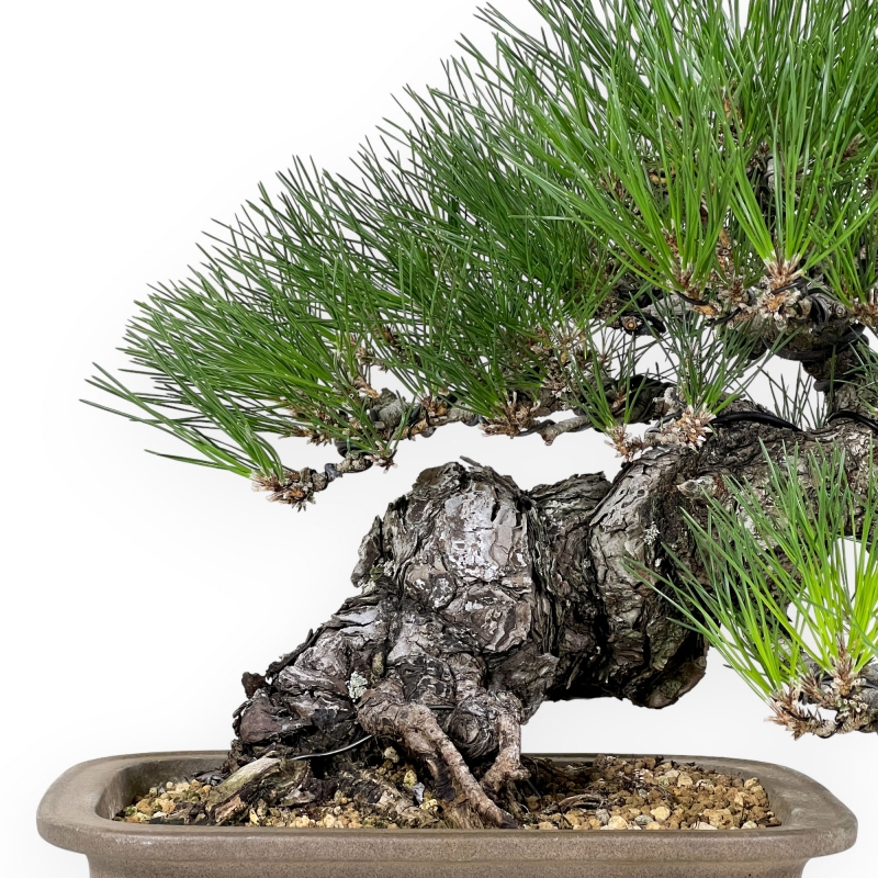 Pinus thunbergii - Schwarzkiefer - 46 cm