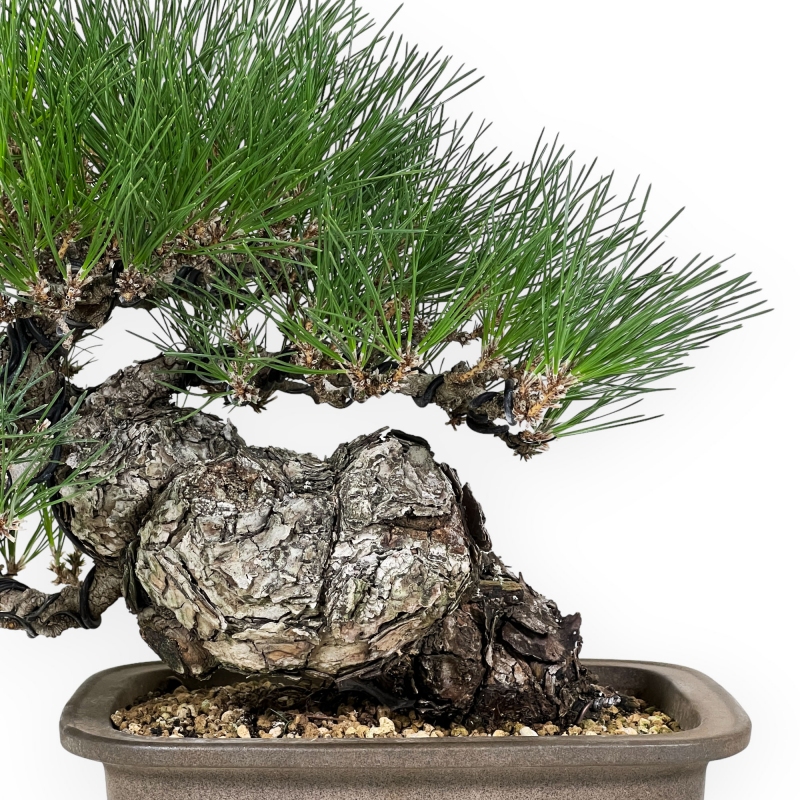 Pinus thunbergii - Black pine - 46 cm