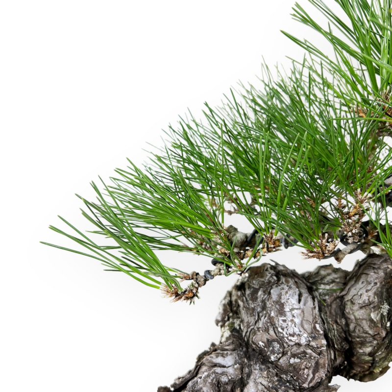 Pinus thunbergii - Pino nero - 46 cm