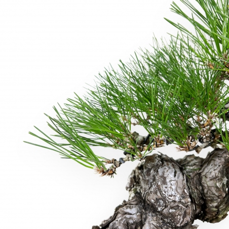Pinus thunbergii - Pino negro - 46 cm