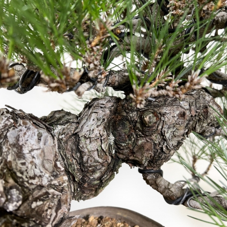 Pinus thunbergii - Black pine - 46 cm