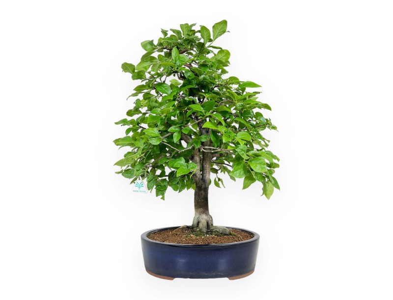 Diospyros kaki - 67 cm