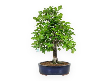 Diospyros kaki - 67 cm