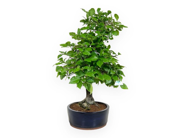 Diospyros kaki - 67 cm 2