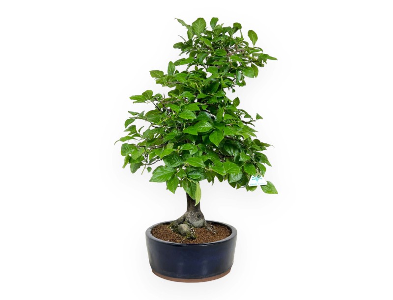 Diospyros kaki - 67 cm