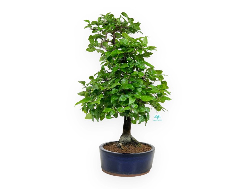 Diospyros kaki - 67 cm