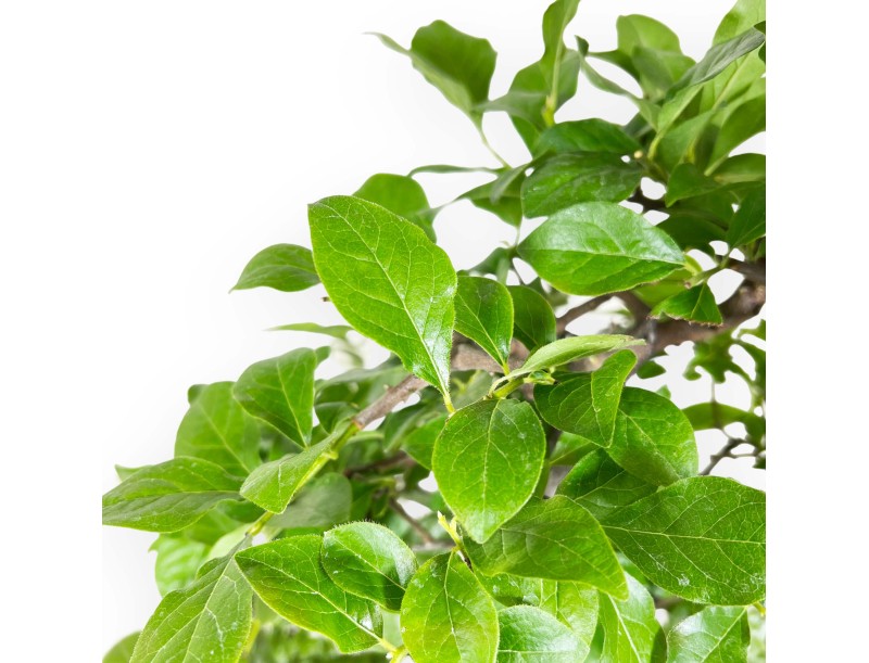 Diospyros kaki - 67 cm