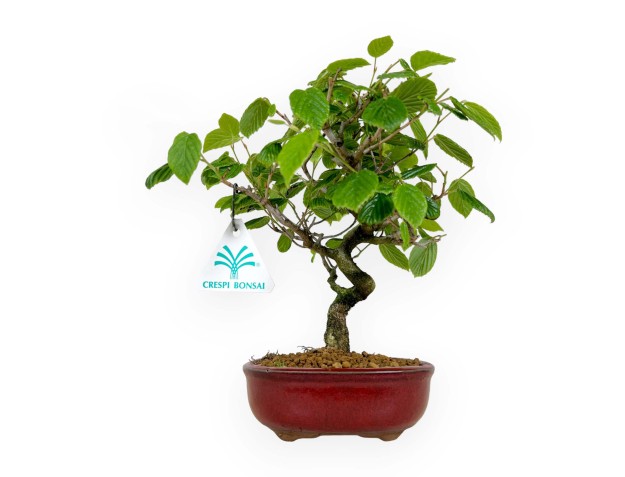 Corylopsis - 23 cm