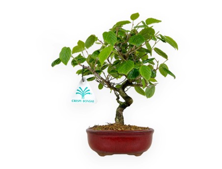 Corylopsis - 23 cm