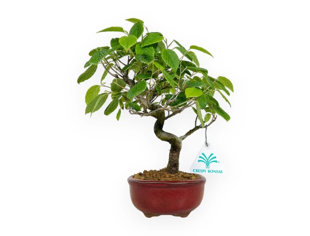 Corylopsis - 23 cm 2