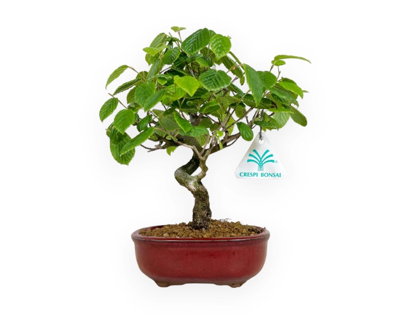 Corylopsis - 23 cm