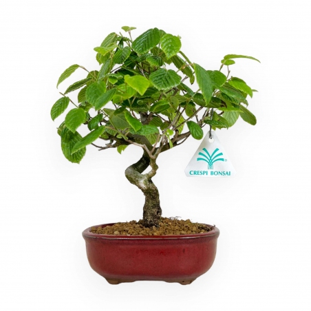 Corylopsis - 23 cm
