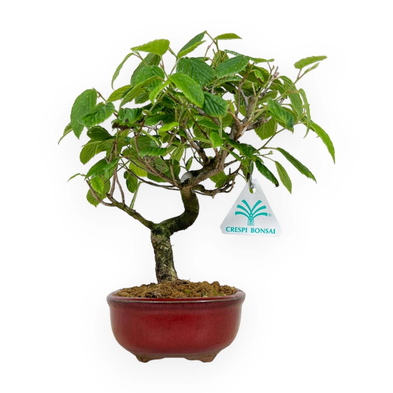 Corylopsis - 23 cm