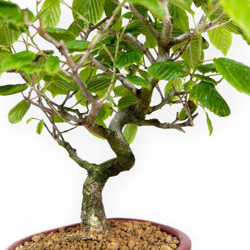 Corylopsis - 23 cm
