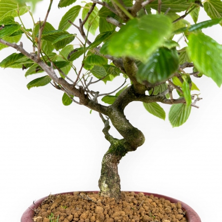 Corylopsis - 23 cm
