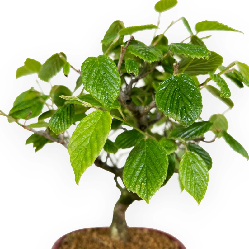 Corylopsis - 23 cm