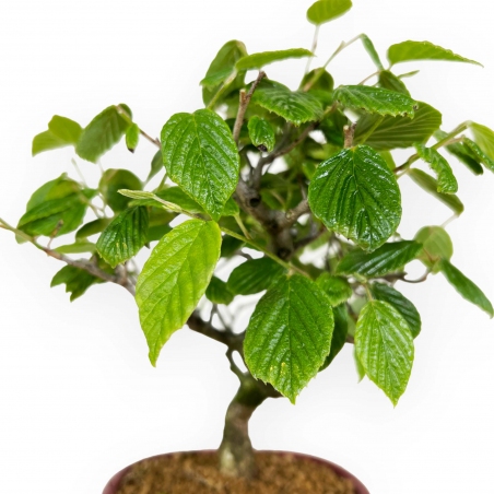 Corylopsis - 23 cm