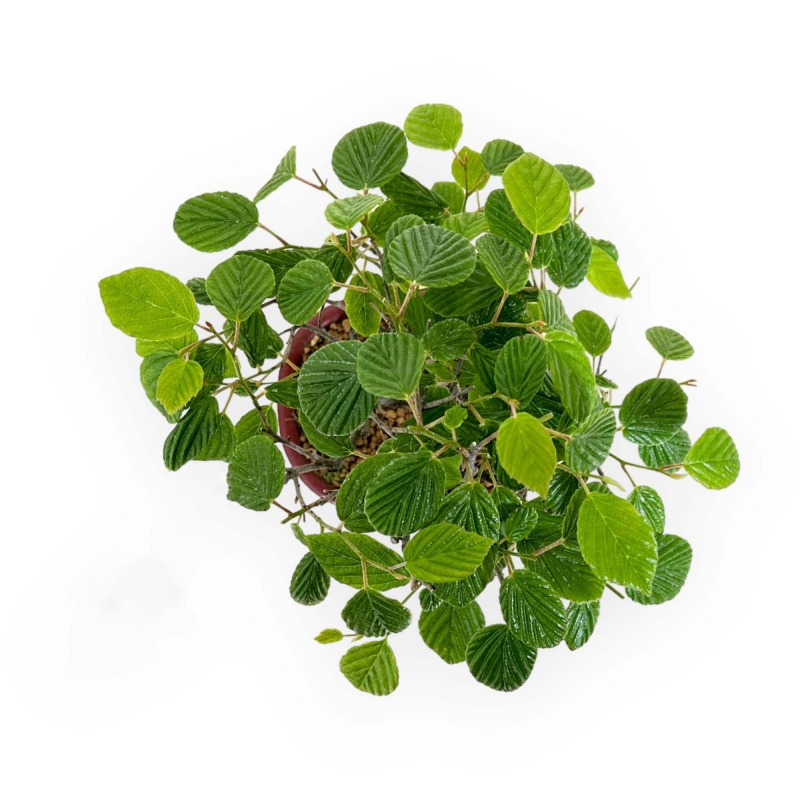 Corylopsis - 23 cm