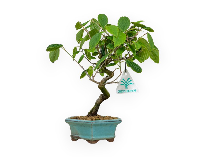 Corylopsis - 24 cm