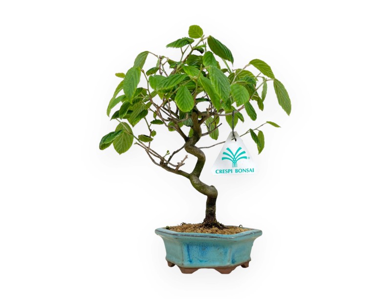 Corylopsis - 24 cm