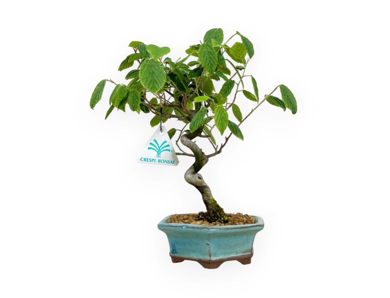 Corylopsis - 24 cm