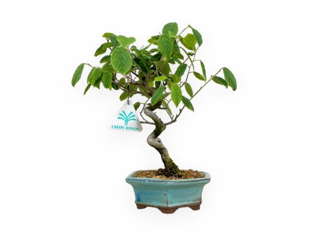 Corylopsis - 24 cm