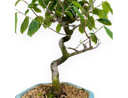 Corylopsis - 24 cm
