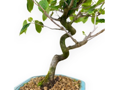 Corylopsis - 24 cm