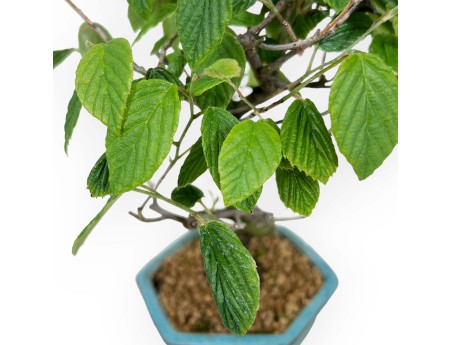 Corylopsis - 24 cm