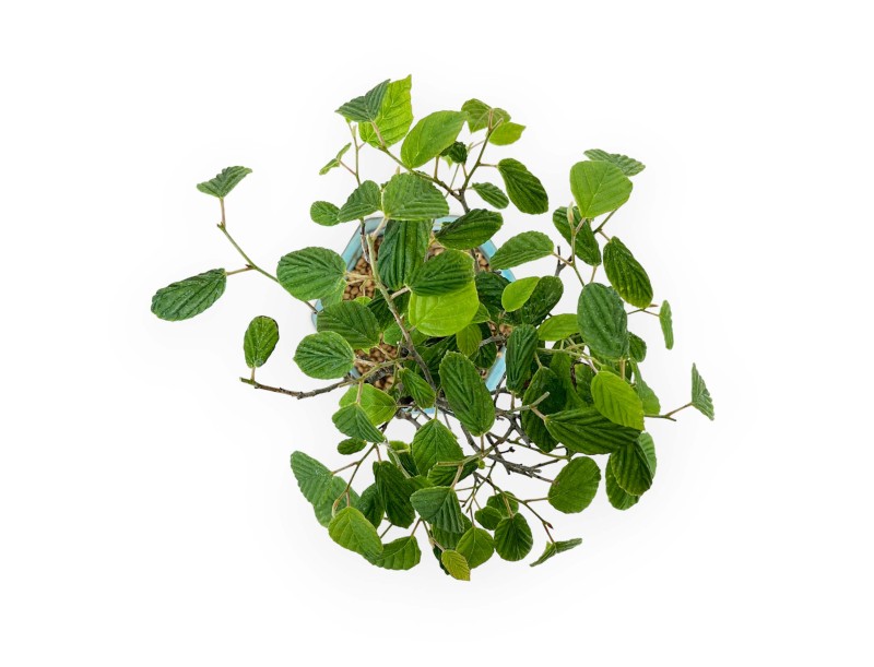 Corylopsis - 24 cm