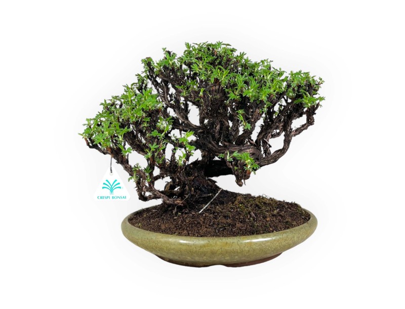 Potentilla - 27 cm