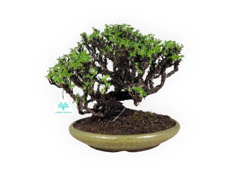 Potentilla - 27 cm