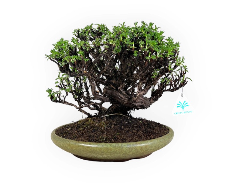 Potentilla - 27 cm