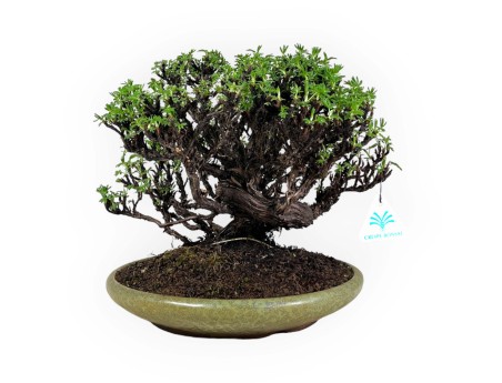 Potentilla - 27 cm