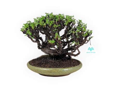 Potentilla - 27 cm