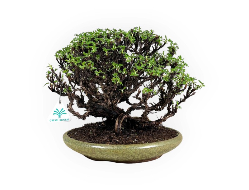 Potentilla - 27 cm
