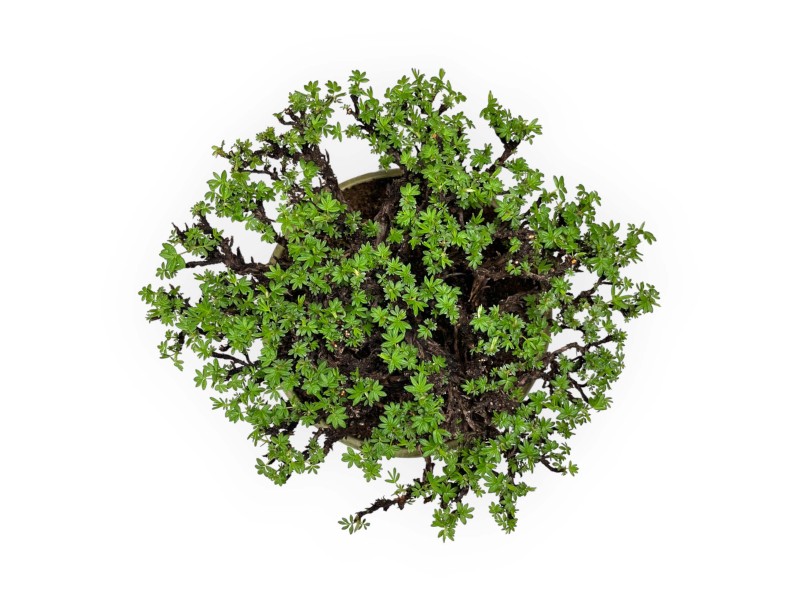 Potentilla - 27 cm