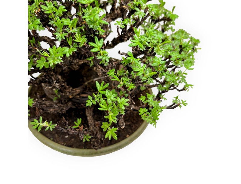 Potentilla - 27 cm
