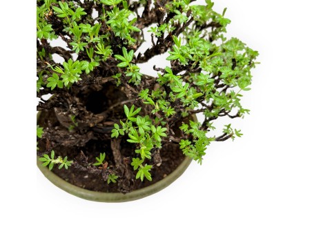 Potentilla - 27 cm