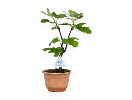 Ficus carica - Fig - 32 cm