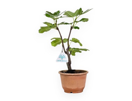 Ficus carica - Fico - 32 cm