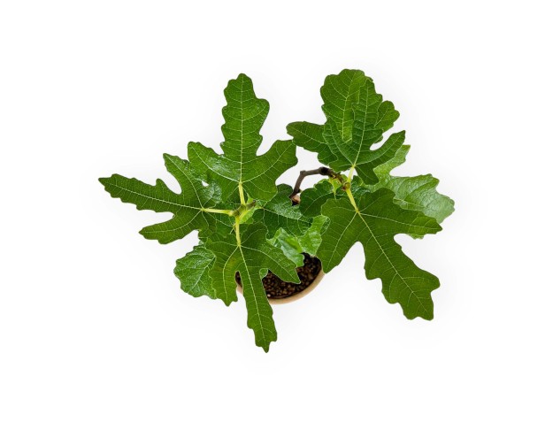 Ficus carica - Fig - 32 cm 2