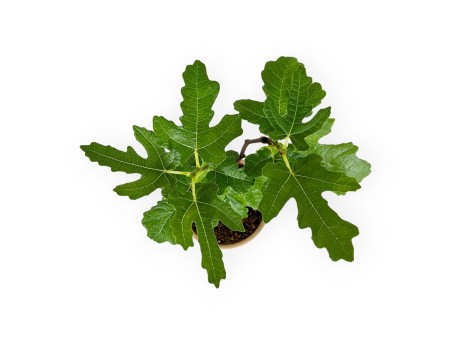 Ficus carica - Fig - 32 cm
