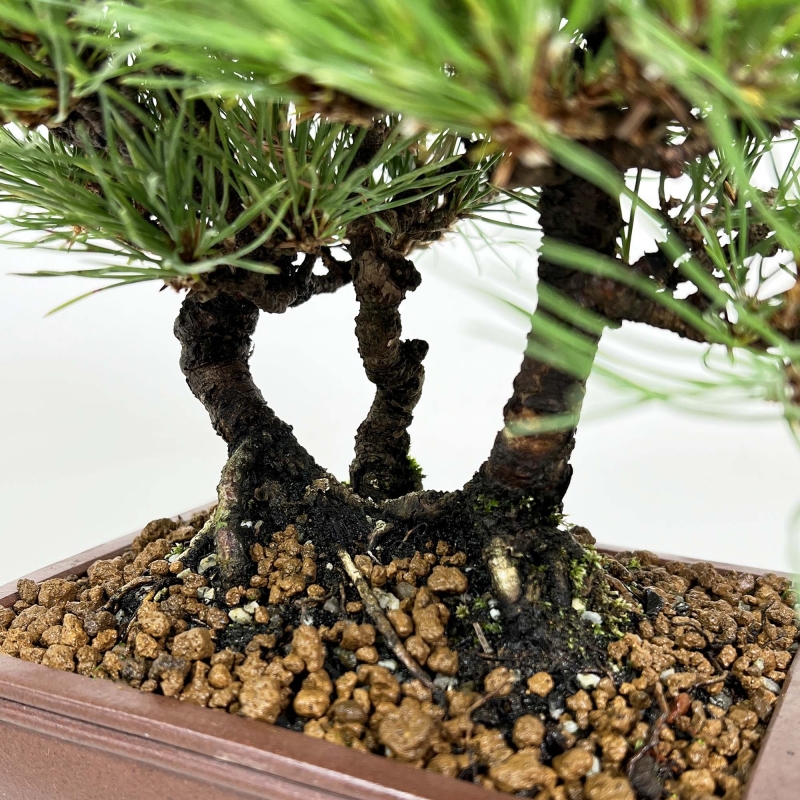 Pinus thunbergii - Black pine - 27 cm